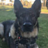 k9doglover2